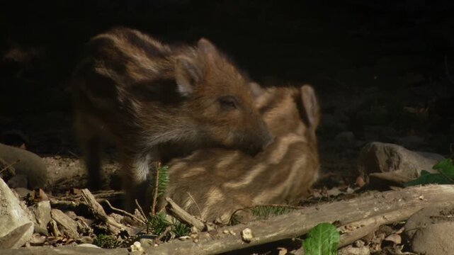 two wild boar piglets lying close and cuddling in woodland habitat