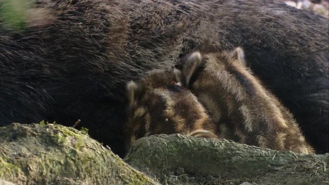 Wild boar sow nursing her piglets in a quiet forest setting