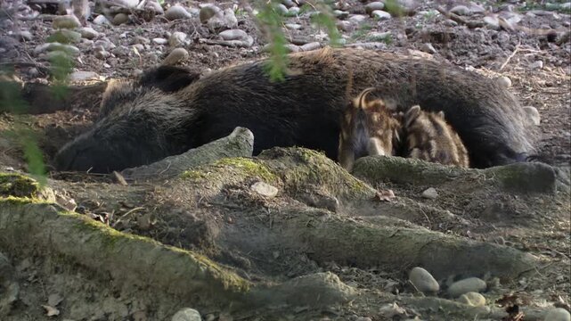 Wild boar sow nursing her piglets in a quiet forest setting