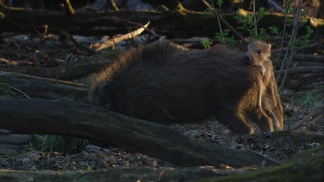 wild boar piglet playfully interacting with adolescent yearling in woodland