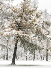it is snowing heavily in the park, large flakes of snow are slowly falling on tree branches, no people, nobody