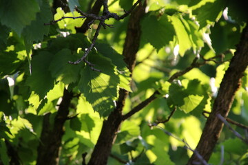 Lichtreflexionen in Grün