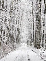 it is snowing heavily in the park, large flakes of snow are slowly falling on tree branches, no people, nobody