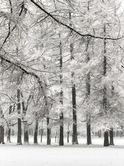 it is snowing heavily in the park, large flakes of snow are slowly falling on tree branches, no people, nobody