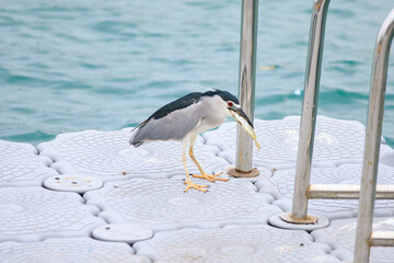 Black-crowned Night Heron with Fresh Catch on Dock