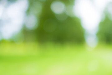 Obraz premium nature background,Green bokeh background from nature forest out of focus,Green bokeh background from nature forest out of focus.