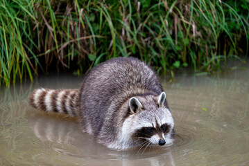 Raccoon in Water