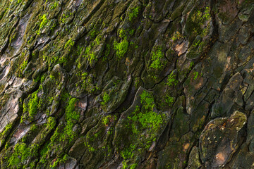 Close-up of moss-covered tree bark texture,Macro bark texture with green moss,nature background