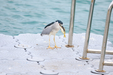 Black-crowned Night Heron with Fresh Catch on Dock