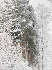 it is snowing heavily in the park, large flakes of snow are slowly falling on tree branches, no people, nobody