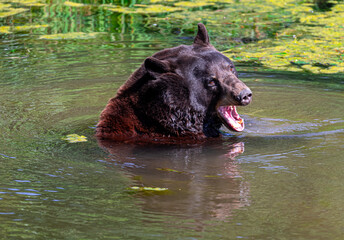 Balck Bear in Water