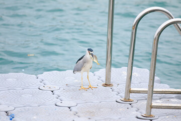 Black-crowned Night Heron with Fresh Catch on Dock