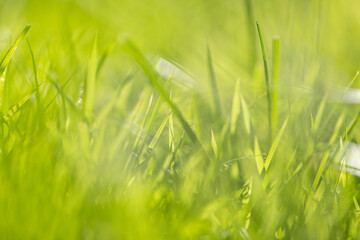 nature background,Soft focus green grass nature background,Lush green grass blades in close up macro view, natural soft focus texture background symbolizing freshness, growth, and nature.