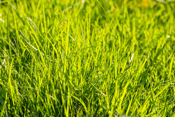 Green grass and morning sunlight close up macro,nature background,Serene Morning Dew on Green Grass in Nature