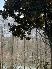 green tree with pink plum