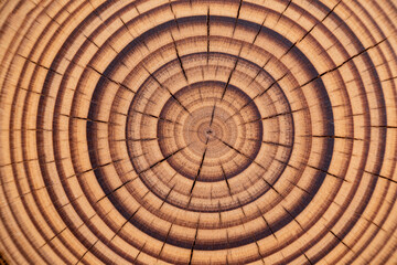 Fototapeta premium Tree Ring Texture, Growth Pattern, Natural Wood, Closeup, Annual Layers, Timber Detail, Wood Grain, Aged Timber, Organic Design, Nature Pattern