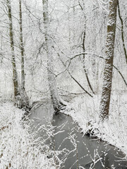 it is snowing heavily in the park, large flakes of snow are slowly falling on tree branches, no people, nobody