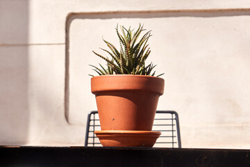 A small potted succulent displayed on a café table symbolizing calm urban moments and simple outdoor relaxation in a neighborhood setting