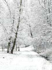 it is snowing heavily in the park, large flakes of snow are slowly falling on tree branches, no people, nobody