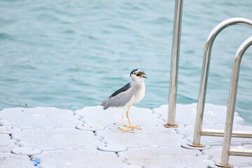 Black-crowned Night Heron Swallowing a Fish on a Floating Dock