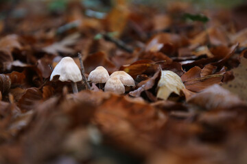 detailaufnahme im Wald  im Herbst in Norddeutschland