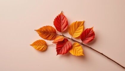 A single autumn branch displaying vibrant red and yellow foliage rests diagonally across a plain light background