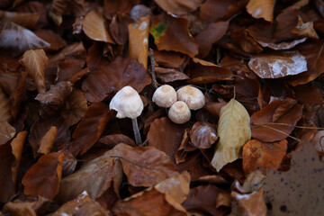 detailaufnahme im Wald  im Herbst in Norddeutschland