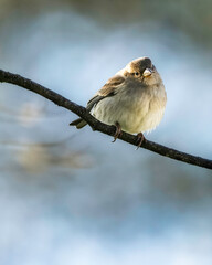 A house sparrow perched on a tree branch with soft natural light and a blurred background. A peaceful wildlife scene