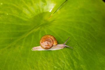A small snail on a green leaf comes to scratch,A cute little snail taking a stroll on the giant banana tree leaves, enjoying a leisurely walk in nature.