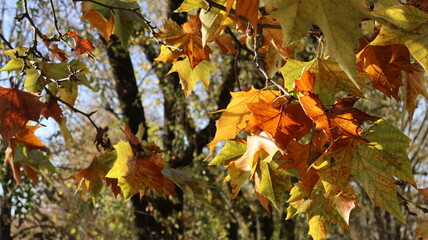 Close-up of plane tree (Platanus) leaves in autumn, in a public park in Lombardy, Italy.