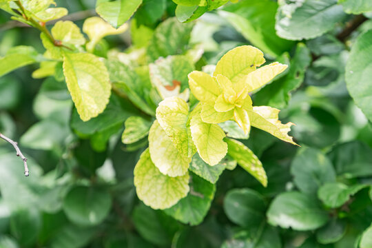 Close-up of vibrant yellow and paler tropical flowers amidst dense green foliage in a blurred Central European village rainforest setting, captured from slightly above ground level