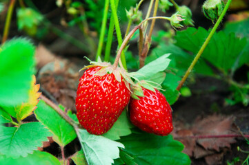 Red ripe strawberries on the bed. Sweet summer strawberries on a green background