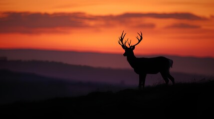 deer in sunset