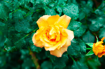 gentle yellow roses in a green summer garden.