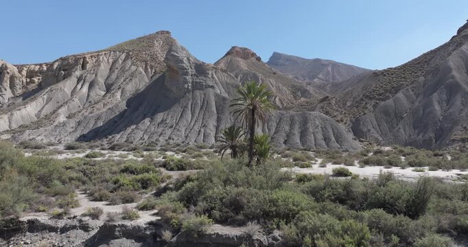 Aerial drone shot of oasis in desert with palm trees and mountains in Tabernas, Almeria, Andalusia, Spain, Europe. Drone orbiting around palm