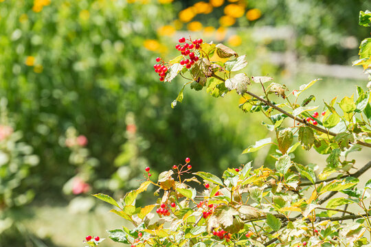 Close-up of a vibrant red rose against a lush garden backdrop, with other red berries and plants visible Perspective is slightly angled downwards in a realistic style, focusing on the flowers detai