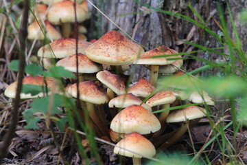 a colony of beautiful mushrooms in a summer forest
