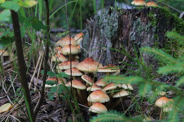 mushrooms in the forest