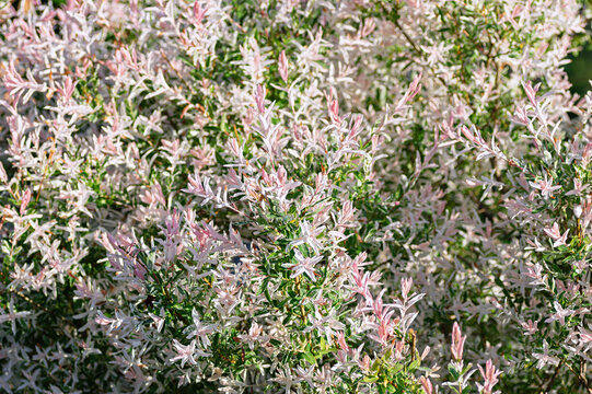 dappled willow salix integra hakuro nishiki pink variegated foliage spring