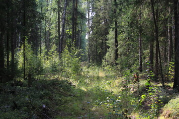 Obraz premium the dense, beautiful forests of northeastern Europe at the end of summer