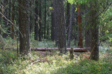 coniferous forest of northeastern Europe on a sunny summer day © алексей семиколенных