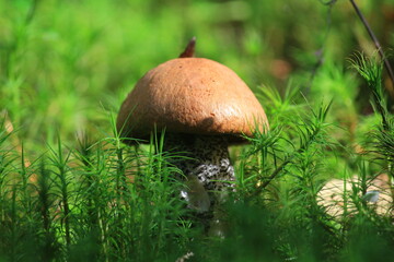 A beautiful aspen mushroom in thick, tall green moss in the forest at the end of summer