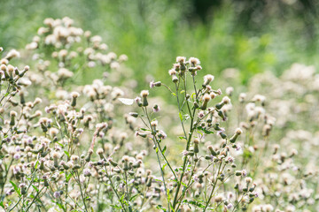 Close-up view of a colorful meadow filled with blooming flowers, soft shadows, lush greenery, open sky, pastel to vibrant hues, sturdy stems