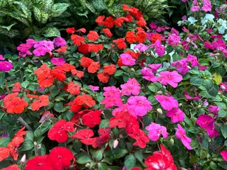 Colorful impatiens flowers blooming in a garden vibrant floral display perfect for landscaping and summer themes
