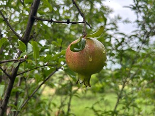 Close-up of a pomegranate hanging on a tree branch ripe fruit with water droplets in a natural outdoor setting