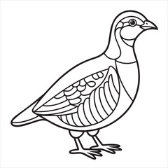 vector illustration of a partridge