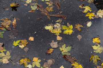 Fallen yellow leaves in an autumn forest
