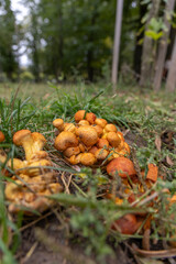 Brown mushrooms in the autumn forest