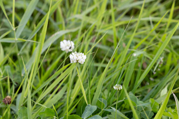 Small white flower in the autumn garden