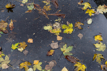 Fallen yellow leaves in an autumn forest
